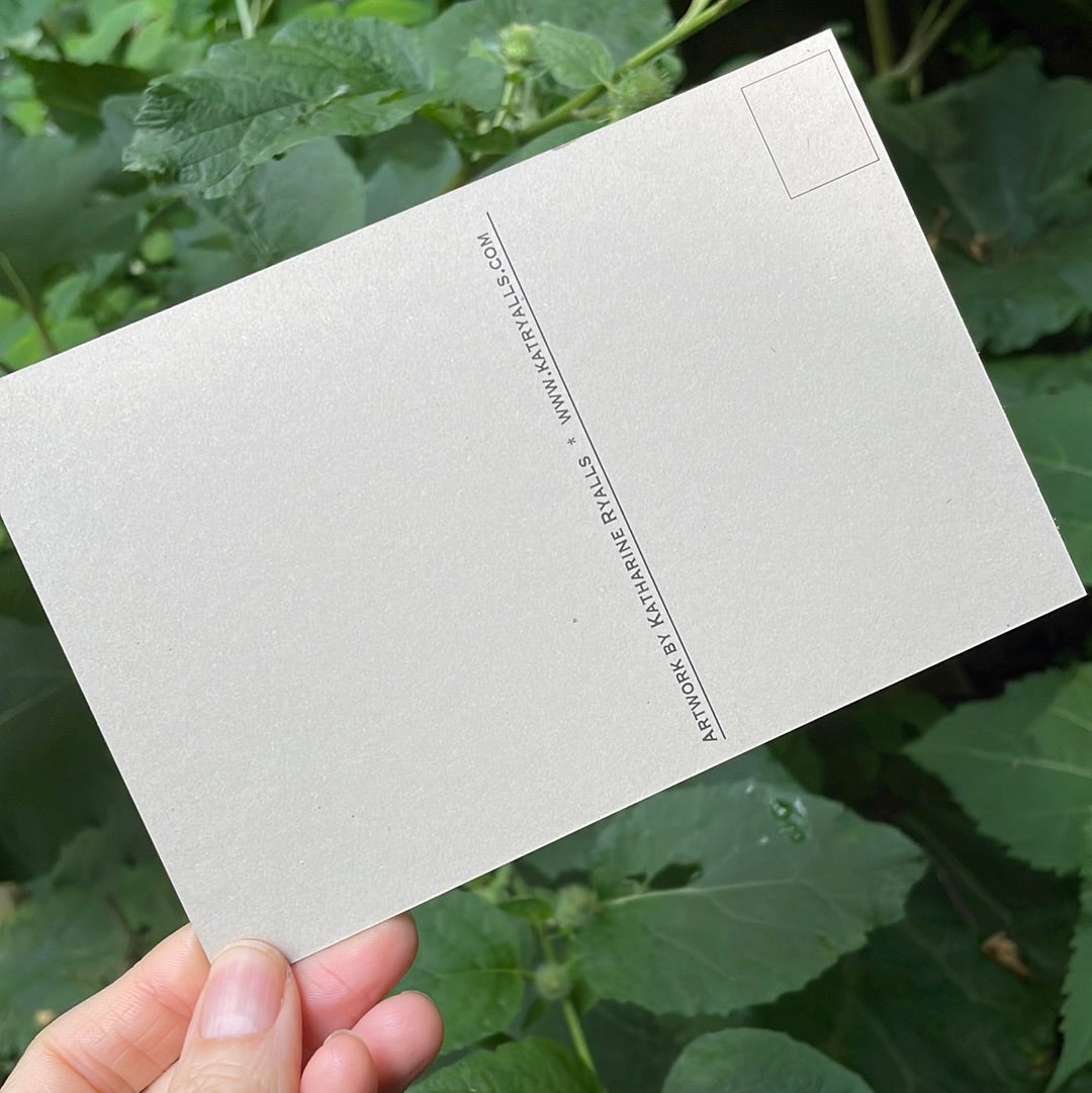 Bloodroot POSTCARD of plants and scenes the Blue Ridge Mountains