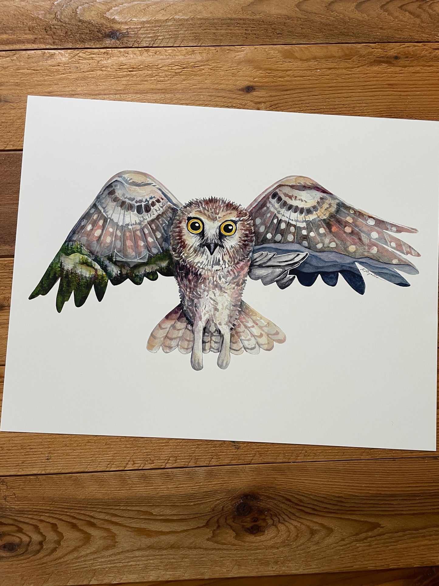 Grandfather Mountain, Northern Saw-Whet Owl PRINT 5x7, 8x10, 11x14, 13x19”