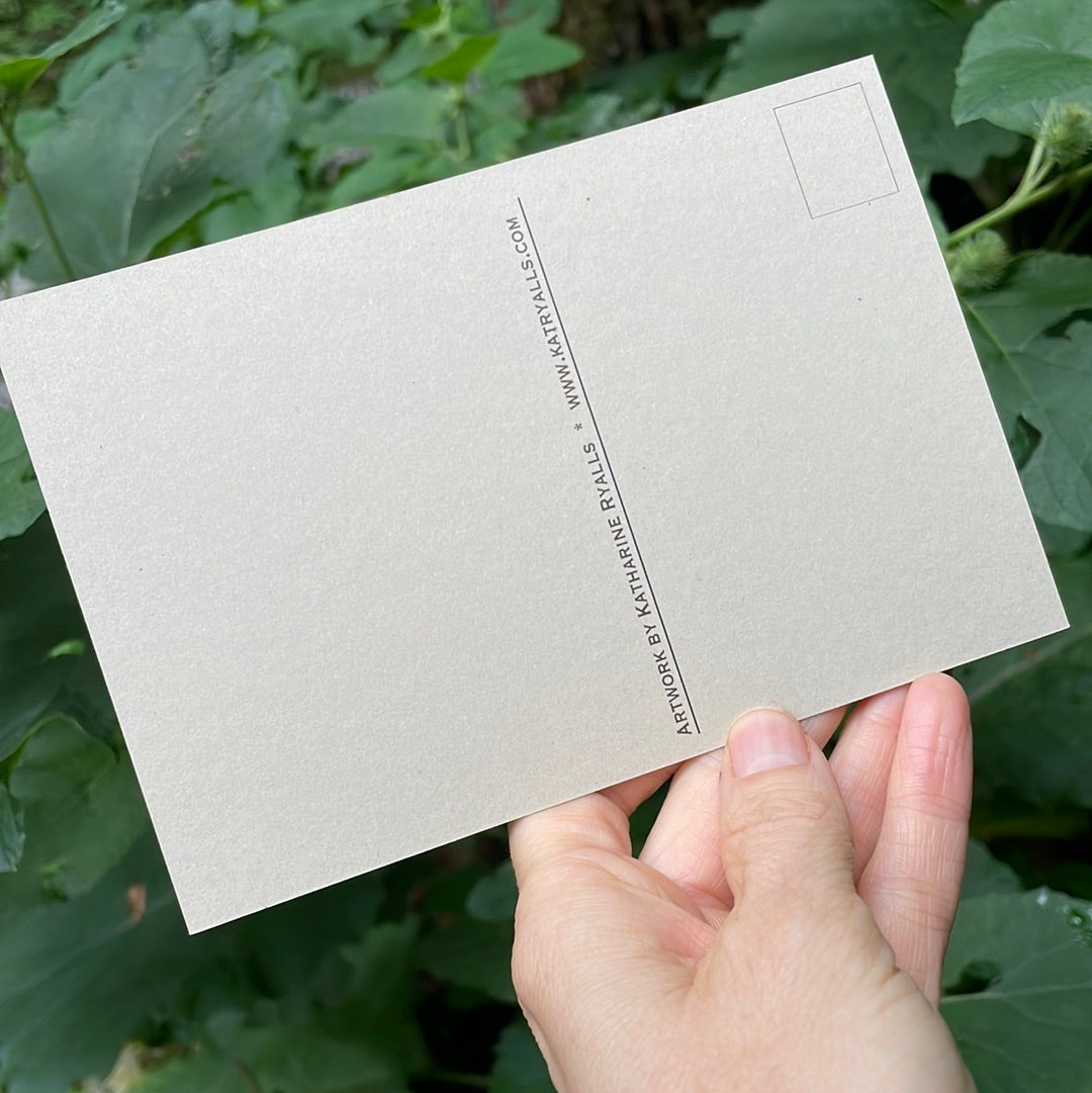 Hawksbill Mountain of Linville Gorge Wilderness POSTCARD of plants and scenes the Blue Ridge Mountains