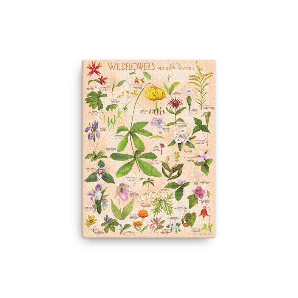 Wildflowers of the Blue Ridge Mountains on CANVAS on light pink/peach