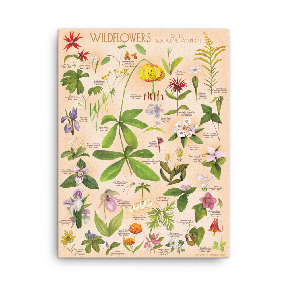 Wildflowers of the Blue Ridge Mountains on CANVAS on light pink/peach