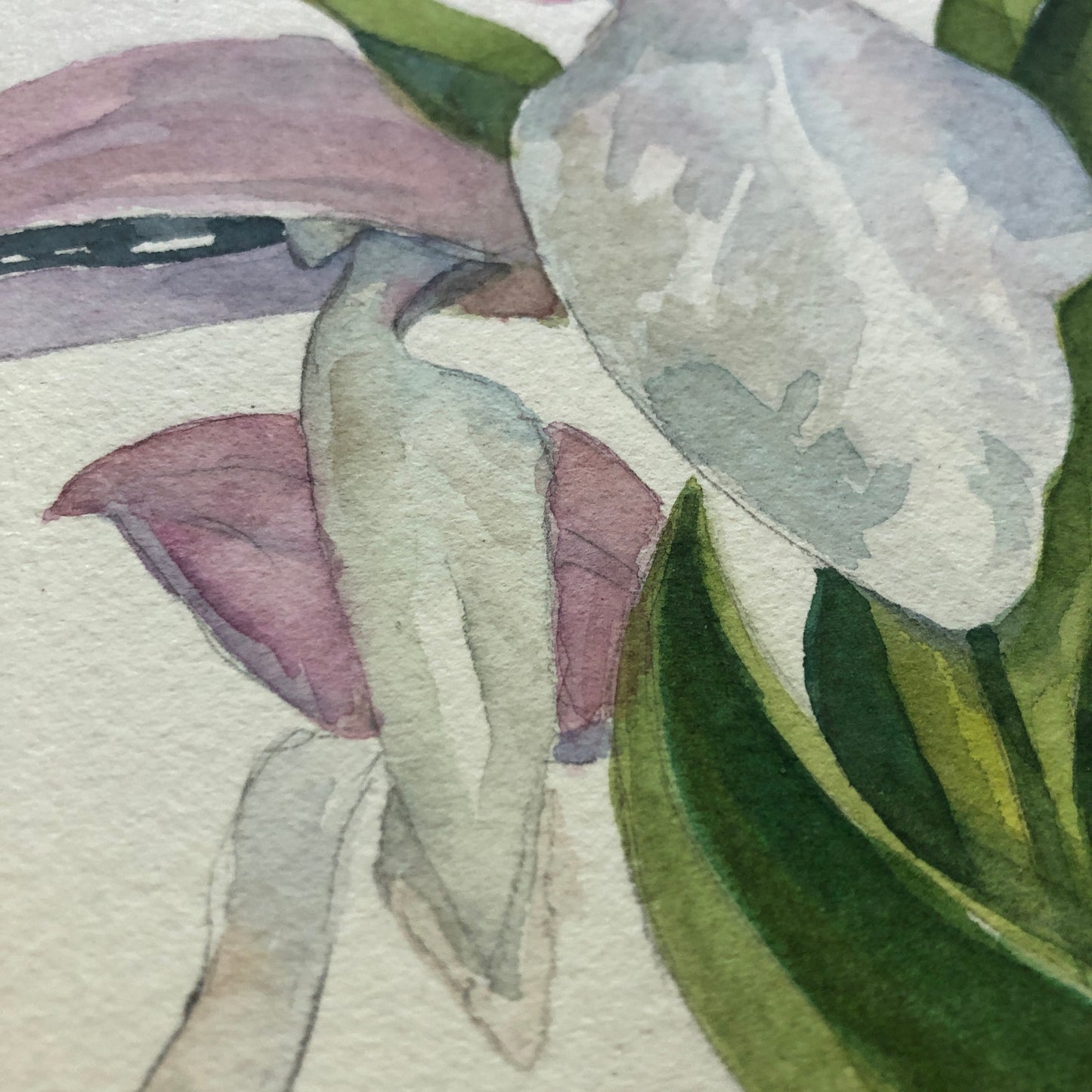 Showy Orchis PRINT 5x7, 8x10"