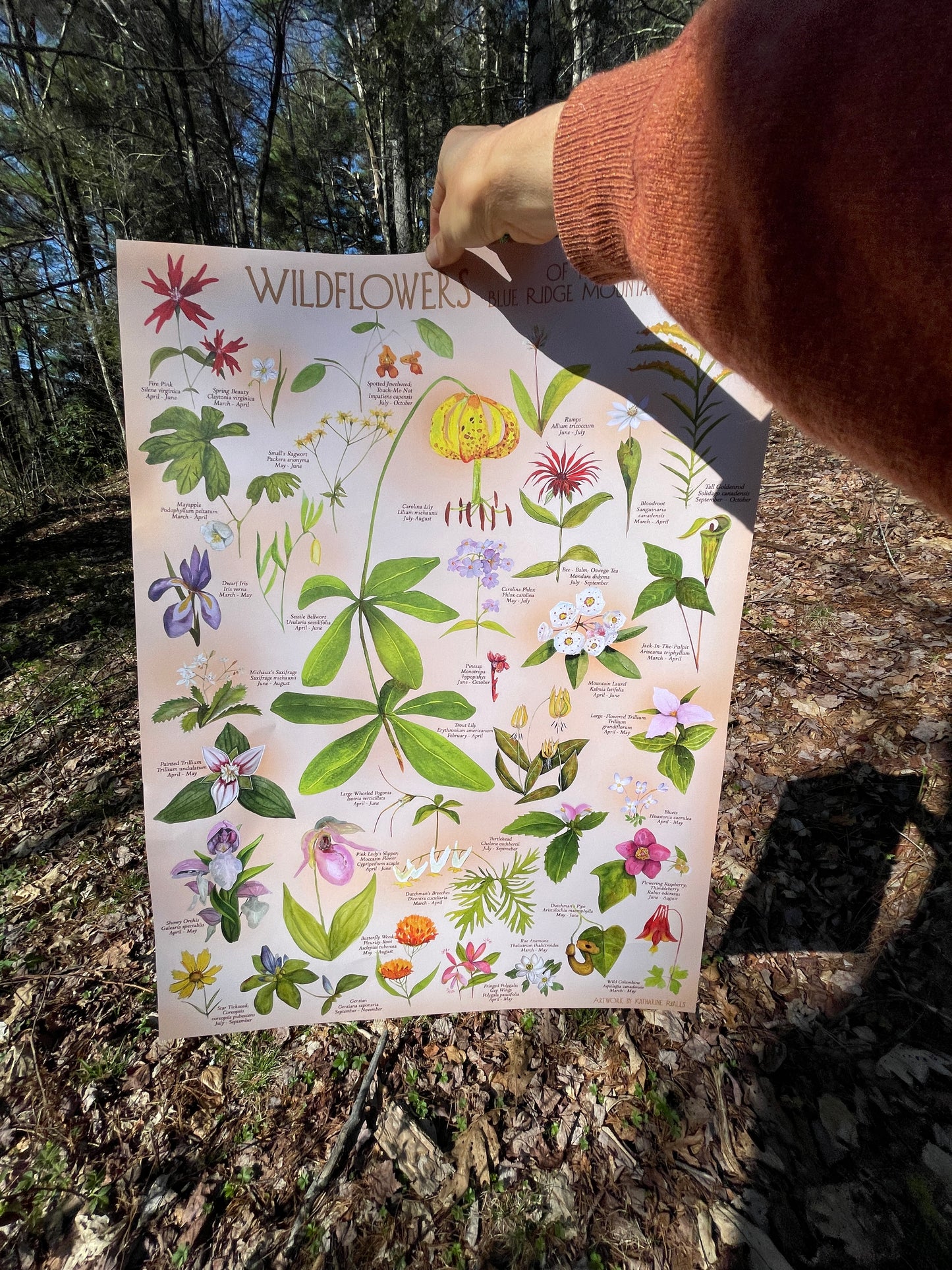 Bright Wildflowers of the Blue Ridge Mountains POSTER 18x24” on Pink/peach