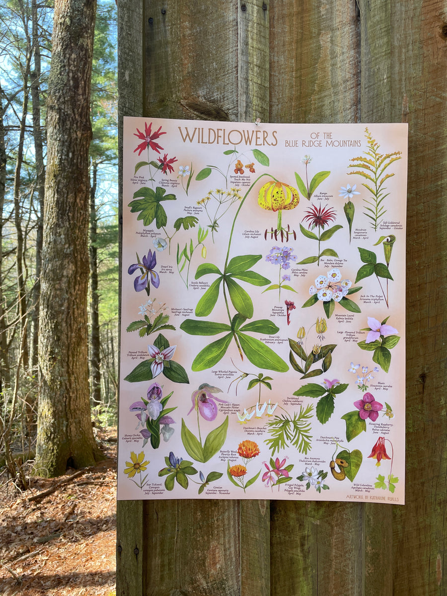 Wildflowers of the Blue Ridge Mountains, CANVAS PRINT on Black 12x16, –  Katharine Ryalls