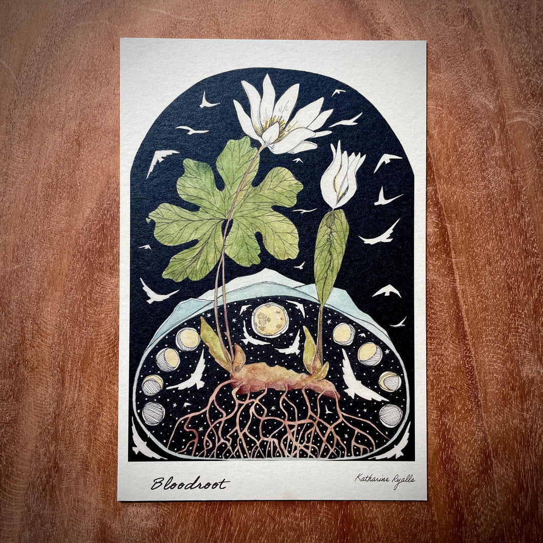 Bloodroot POSTCARD of plants and scenes the  Blue Ridge Mountains
