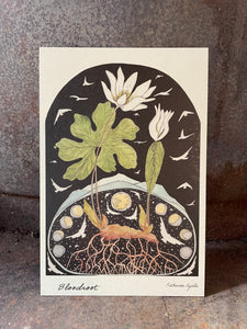 Bloodroot POSTCARD of plants and scenes the  Blue Ridge Mountains