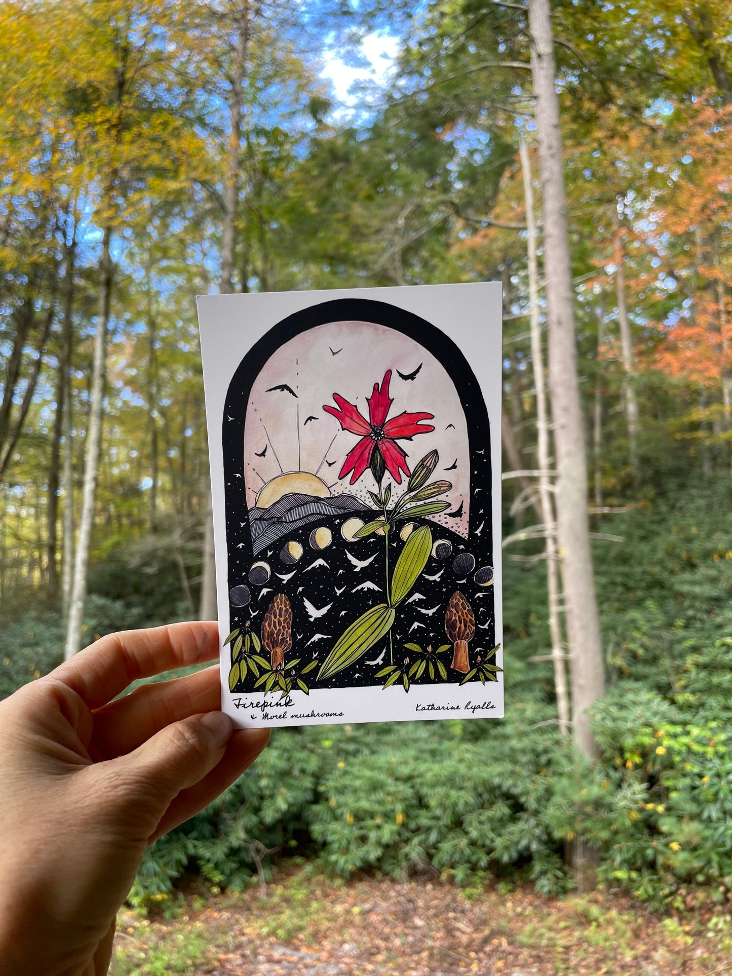 Morels and Fire Pink POSTCARD of plants and scenes the  Blue Ridge Mountains