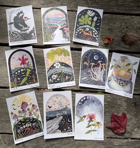 Set of 10 Phases and Forests POSTCARDS of plants and scenes the  Blue Ridge Mountains