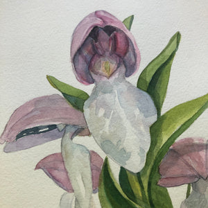 Showy Orchis ORIGINAL 9x12"