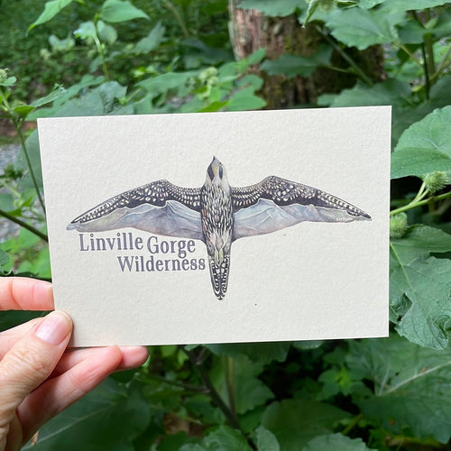 Linville Gorge Peregrine POSTCARD of plants and scenes the  Blue Ridge Mountains