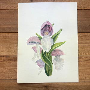 Showy Orchis ORIGINAL 9x12