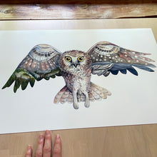 Load image into Gallery viewer, Grandfather Mountain, Northern Saw-Whet Owl PRINT 5x7, 8x10, 11x14, 13x19”