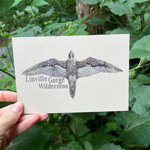 Linville Gorge Peregrine POSTCARD of plants and scenes the  Blue Ridge Mountains