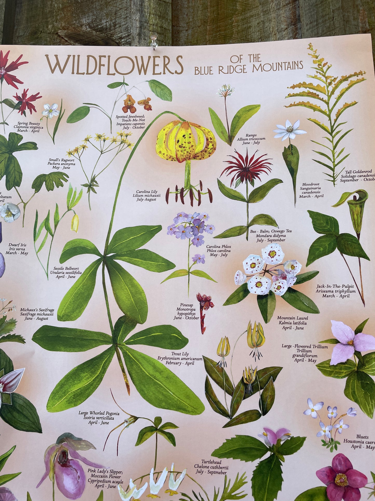 Bright Wildflowers of the Blue Ridge Mountains POSTER 18x24” on Pink/peach