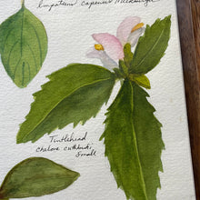 Load image into Gallery viewer, Botanical Page ORIGINAL 9x12&quot;