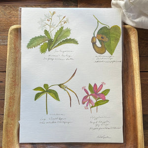 Botanical Page ORIGINAL 9x12"