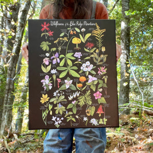 Wildflowers of the Blue Ridge Mountains, CANVAS PRINT on Black 12x16, 16x20, 18x24"